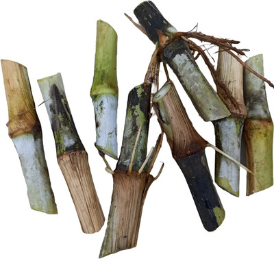 N.G.M. AGROCARE Bangladesh Jara Super Napier Grass Stick Seed(25 per packet)
