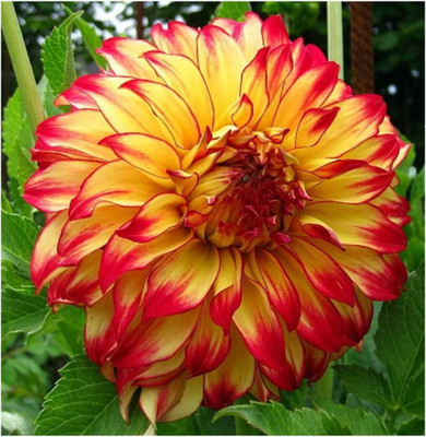 CYBEXIS Lady Darlene Dinnerplate Dahlia Seed(1 g)