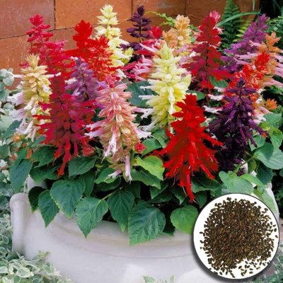 Lorvox Salvia Mix Seed(45 per packet)