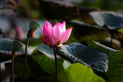 Shudh Online lotus,kamal gatta Seed(12 per packet)