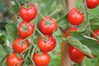 surmul tomato Seed(95 per packet)