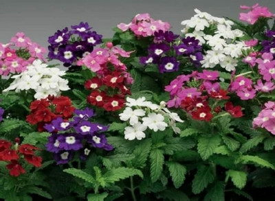 Aywal Vinca Mixed Seed(30 per packet)