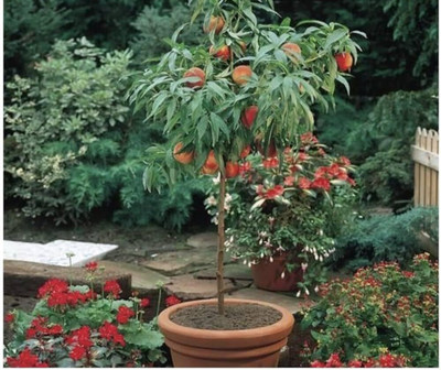 Aywal Peach Fruit Seed(3 per packet)