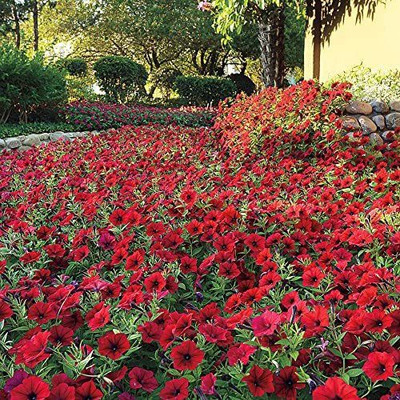 CYBEXIS LX-64 - Hybrid Tidal Wave Red Velour Petunia - (60 Seeds) Seed(60 per packet)