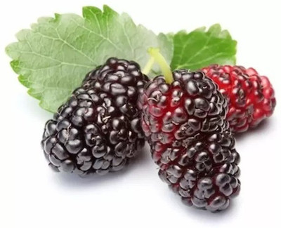 Aro MulBerry, Mulberries, Shahtoot Seed(110 per packet)