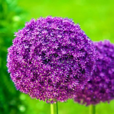 KNESSiN Heat Tolerant Giant Allium Seeds for Home Gardening-(600 Seeds) Seed(600 per packet)