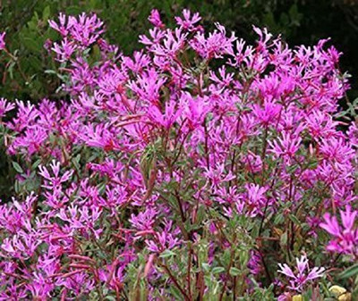 CYBEXIS Clarkia seeds ARIANNE pinkfairies Seed(1 g)
