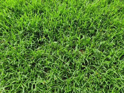 BDSresolve Best Grass Seeds for Your Home Garden Pack of 7899 Seed(8110 per packet)