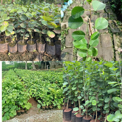ibains red sandalwood tree seeds chandan plant 20 Seed(20 per packet)