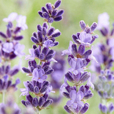 CYBEXIS NBIR-8 - English Lavender - (2250 Seeds) Seed(2250 per packet)