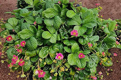 Aywal Good Quality Strawberry Fruit Seed(45 per packet)