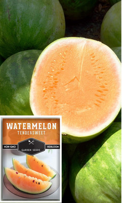 KNESSiN Heirloom Orange Tendersweet Watermelon Seeds for Home Gardening-(100 Seeds) Seed(100 per packet)