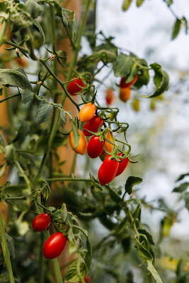 Jevik tomato Seed(145 per packet)