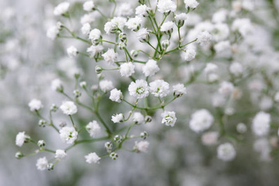ShubhBhakti gypsophila flower Seed(200 per packet)