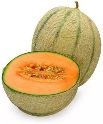 Quentova Melon Round Green Organic Muskmelon Fruit-KTL-7E Seed(150 per packet)