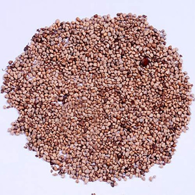 BDSresolve Guava seeds hybrid all seasons PACK OF 16 Seed(16 per packet)