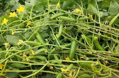 HYBRID 10g best cucumber seeds Highest yield variety Seed(10 g)