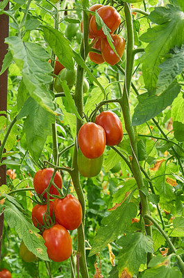 VERDOR tomato Seed(95 per packet)