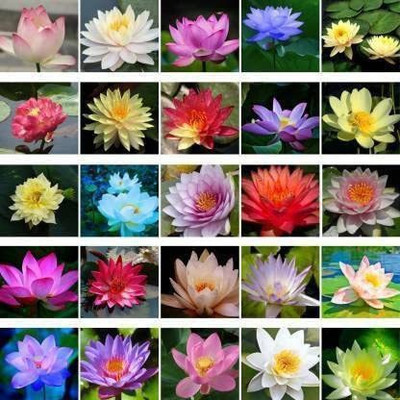 CYBEXIS LX-98 - Viable Aquatic Water Lily/Lotus - (90 Seeds) Seed(90 per packet)