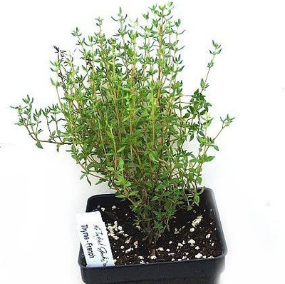 CYBEXIS LXI-56 - French Thyme - (1350 Seeds) Seed(1350 per packet)