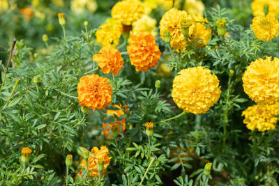 gelunix marigold/gende ka phool flower seeds Seed(50 per packet)
