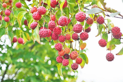 MAA LITCHI,LICHEE,LYCHEE Seed(10 per packet)