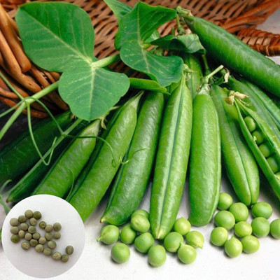 CYBEXIS Sweet Non-GMO Vegetable Plant Pea Seeds400 Seeds Seed(400 per packet)