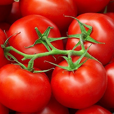 WILLVINE High Yield Tomato Seeds [1g, 300 Seeds] Seed(300 per packet)