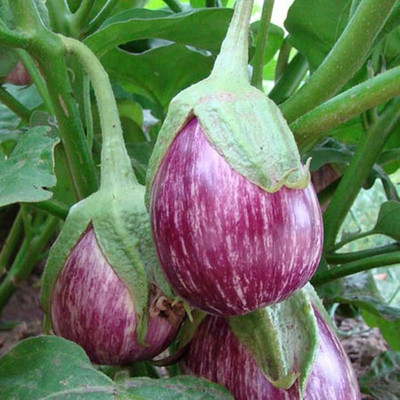 AMAJIT Hybrid Brinjal purple/Black/Begun /Farming|Garden | Bengan | SeedS(53 seeds) Seed(53 per packet)