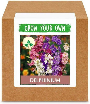 CYBEXIS Delphinium400 Seeds Seed(400 per packet)