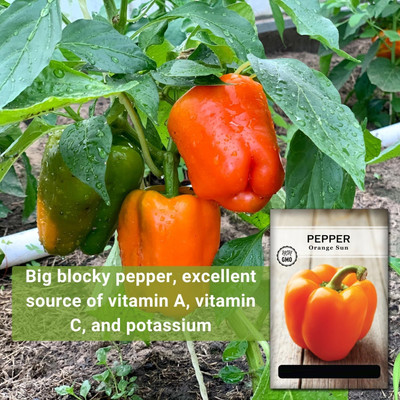 KNESSiN Orange Sun Capsicum Seeds for Planting-[600mg] Seed(100 per packet)