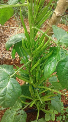 XOLDAA CLUSTER BEANS SEEDS Seed(31 per packet)