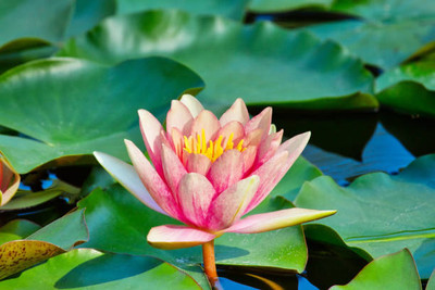 Bahan Traders lotus,kamal gatta Seed(10 per packet)