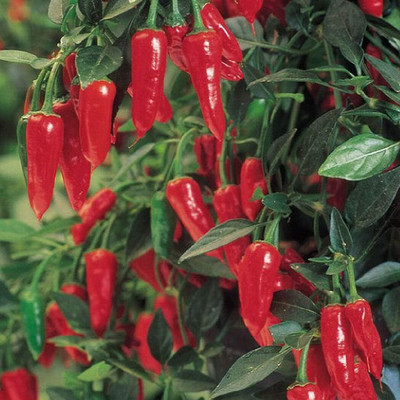 KNESSiN Hot Pepper Apache Chilli Seed(200 per packet)