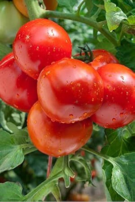 KNESSiN Amrut-110 Tomato Seed(500 per packet)