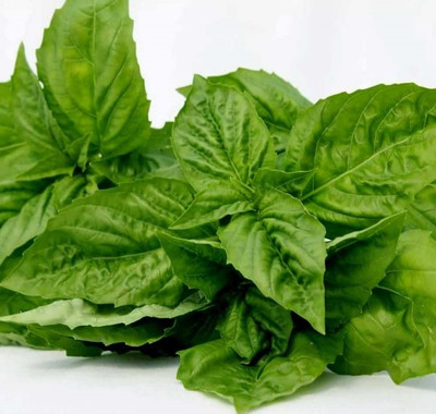 Qualtivate NDIR-23 Organic Nufar F1 Basil Seeds Seed(1000 per packet)