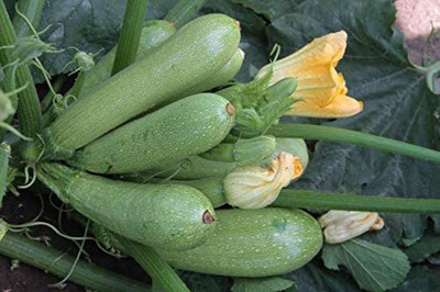 CYBEXIS LXI-5 - Zucchini Courgette Squash - (75 Seeds) Seed(75 per packet)