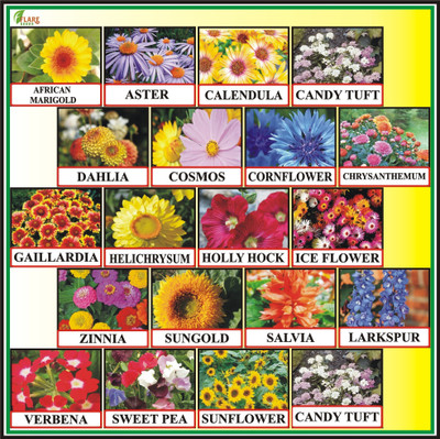 FLARE SEEDS 20 Variety of Seeds Combo for Terrance and Balcony Garden Seed(20 per packet)