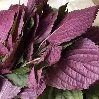 CYBEXIS Perilla Seeds for Garden Purple Basil1000 Seeds Seed(1000 per packet)