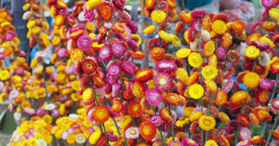 Aywal Helichrysum Mixed Seed(20 per packet)