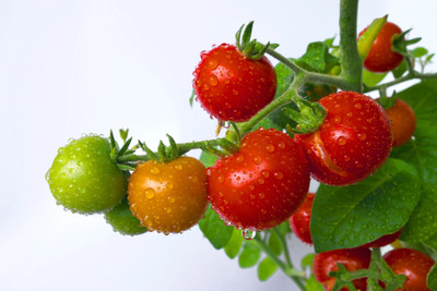 VRAKSHA TUMBLING TOM RED TOMATO Seed(2000 per packet)