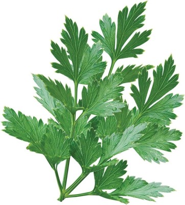 Qualtivate PUA-6A Single Italian Parsley Seeds Seed(200 per packet)