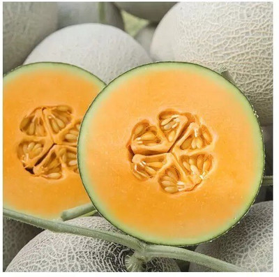 Quentova Musk Melon/ Cantaloupe/ Hami melon-KGF-8C Seed(150 per packet)