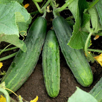 WHYGI Cucumber Cross Country F1 Seed-CuC_223 Seed(50 per packet)
