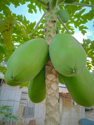 Seedsilk Store Dwarf Carica Papaya tropical Tree Seed(300 per packet)