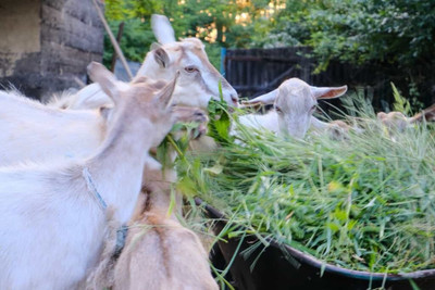 DEYS AGRO ™ goat grass seeds,goat feed grass seed for goat farming,best grass Seed(5300 per packet)