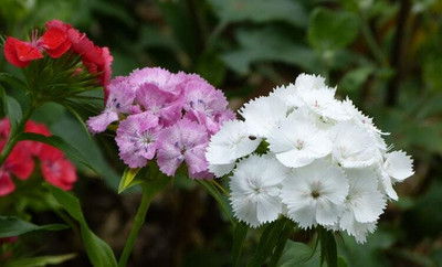 XOLDA Exotic sweet william Seed(47 per packet)
