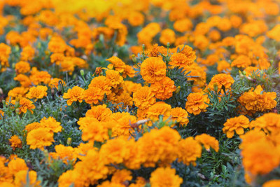 SCOTMEN marigold/gende ka phool flower seeds Seed(75 per packet)