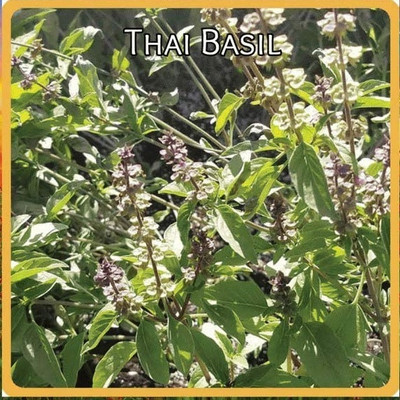 Qualtivate GBPUT-96 Thai Basil Seeds Seed(1000 per packet)