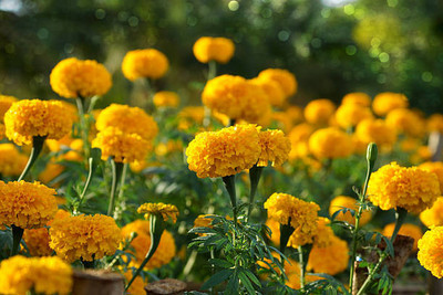 Radha Krishna Agriculture marigold/gende ka phool flower seeds Seed(50 per packet)